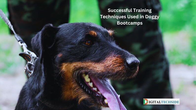 Successful Training Techniques Used in Doggy Bootcamps
